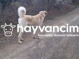 Kalite genç kangal