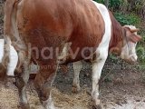 Damızlık veya seneye kurbana kalite simental boğa