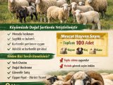 Kastamonu Abana Adaklık ve Satılık Toplu Koyun-Kuzu-Koç